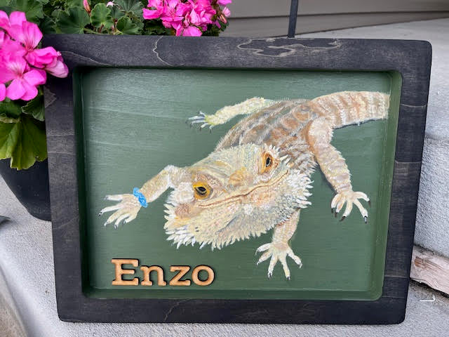 Pet Portraits