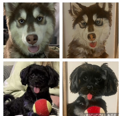 Pet Portraits